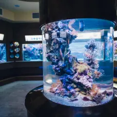 Kolorowe ryby i koralowce w cylindrycznym akwarium w oceanarium Sopot.