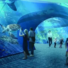 Rodzina zwiedza jastrzębia góra oceanarium, podziwiając żółwia i rekiny. Dzieci robią zdjęcia podwodnego świata.