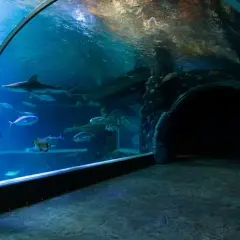 Podwodny tunel w oceanarium w Ustce. Rekiny i ławice ryb pływają w akwarium.