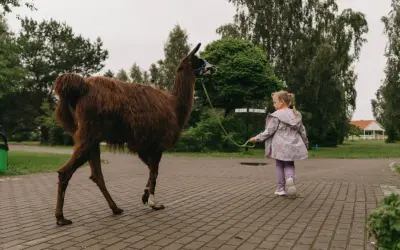 Dziewczynka prowadzi lamę na smyczy w zoo nad morzem.