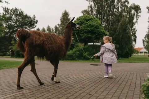 Dziewczynka prowadzi lamę na smyczy w zoo nad morzem.