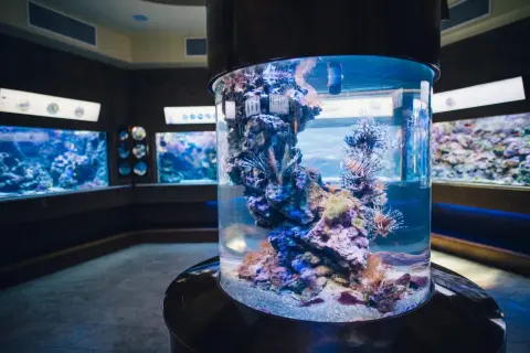 Kolorowe ryby i koralowce w cylindrycznym akwarium w oceanarium Sopot.