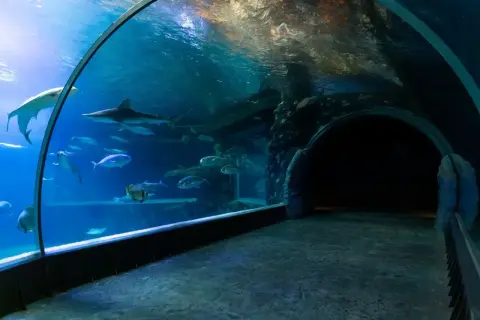 Podwodny tunel w oceanarium w Ustce. Rekiny i ławice ryb pływają w akwarium.