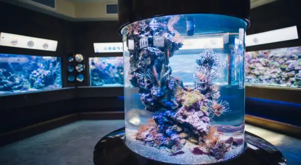 Kolorowe ryby i koralowce w cylindrycznym akwarium w oceanarium Sopot.