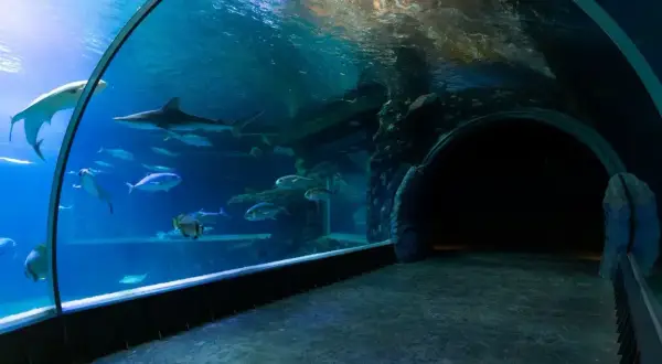 Podwodny tunel w oceanarium w Ustce. Rekiny i ławice ryb pływają w akwarium.