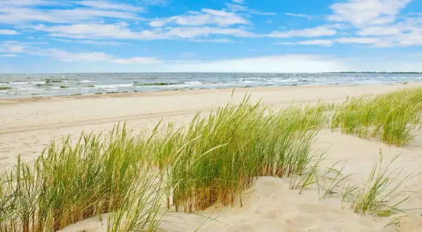 Piękna, piaszczysta sobieszewo plaża z zieloną trawą na wydmach i spokojnym morzem pod błękitnym niebem.