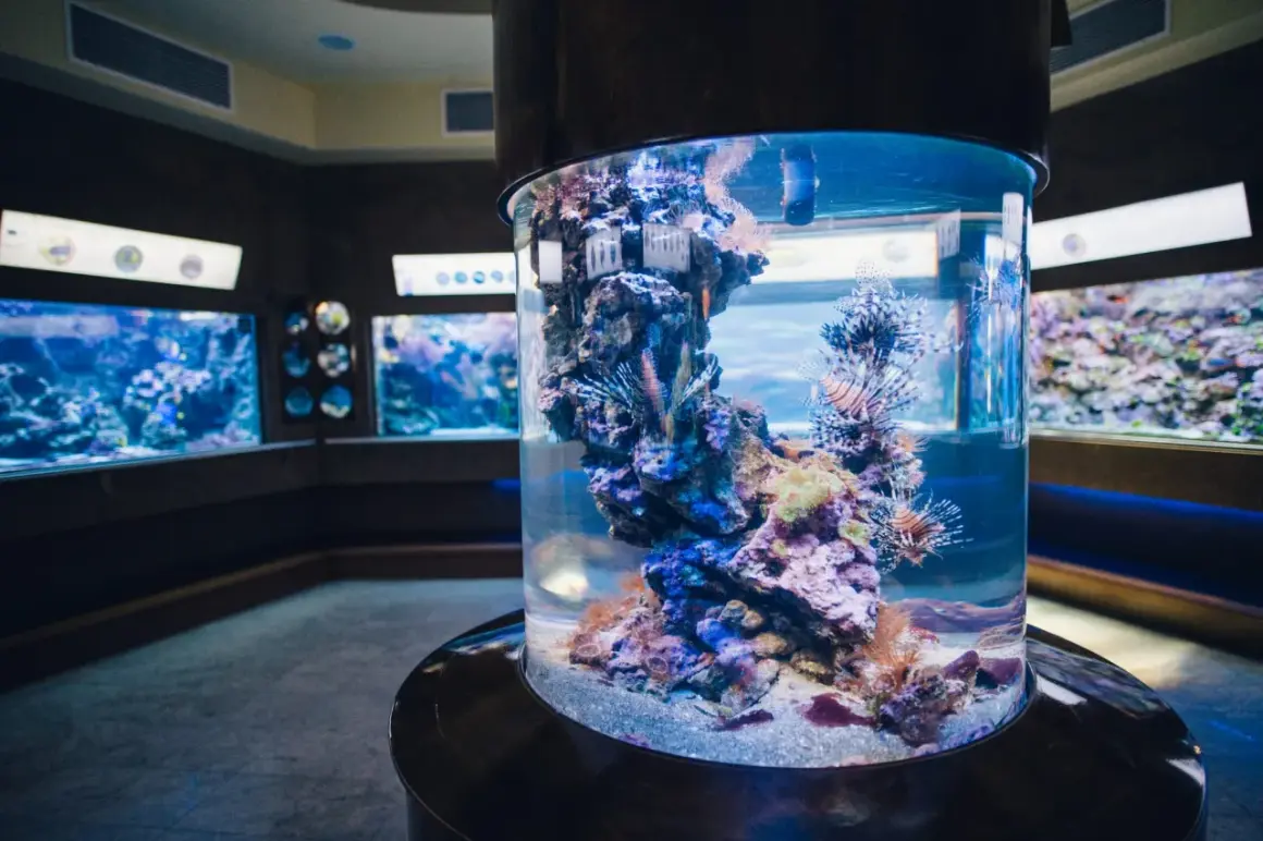 Kolorowe ryby i koralowce w cylindrycznym akwarium w oceanarium Sopot.