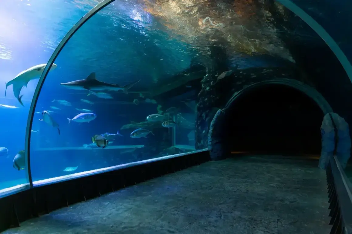 Podwodny tunel w oceanarium w Ustce. Rekiny i ławice ryb pływają w akwarium.