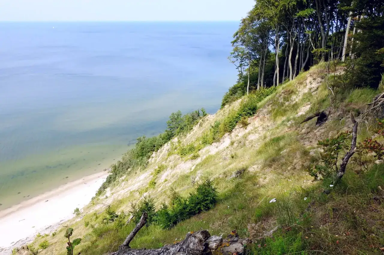 Klif porośnięty drzewami schodzi ku piaszczystej plaży. Widok na spokojne morze, jedno z najpiękniejszych plaż nad Bałtykiem.