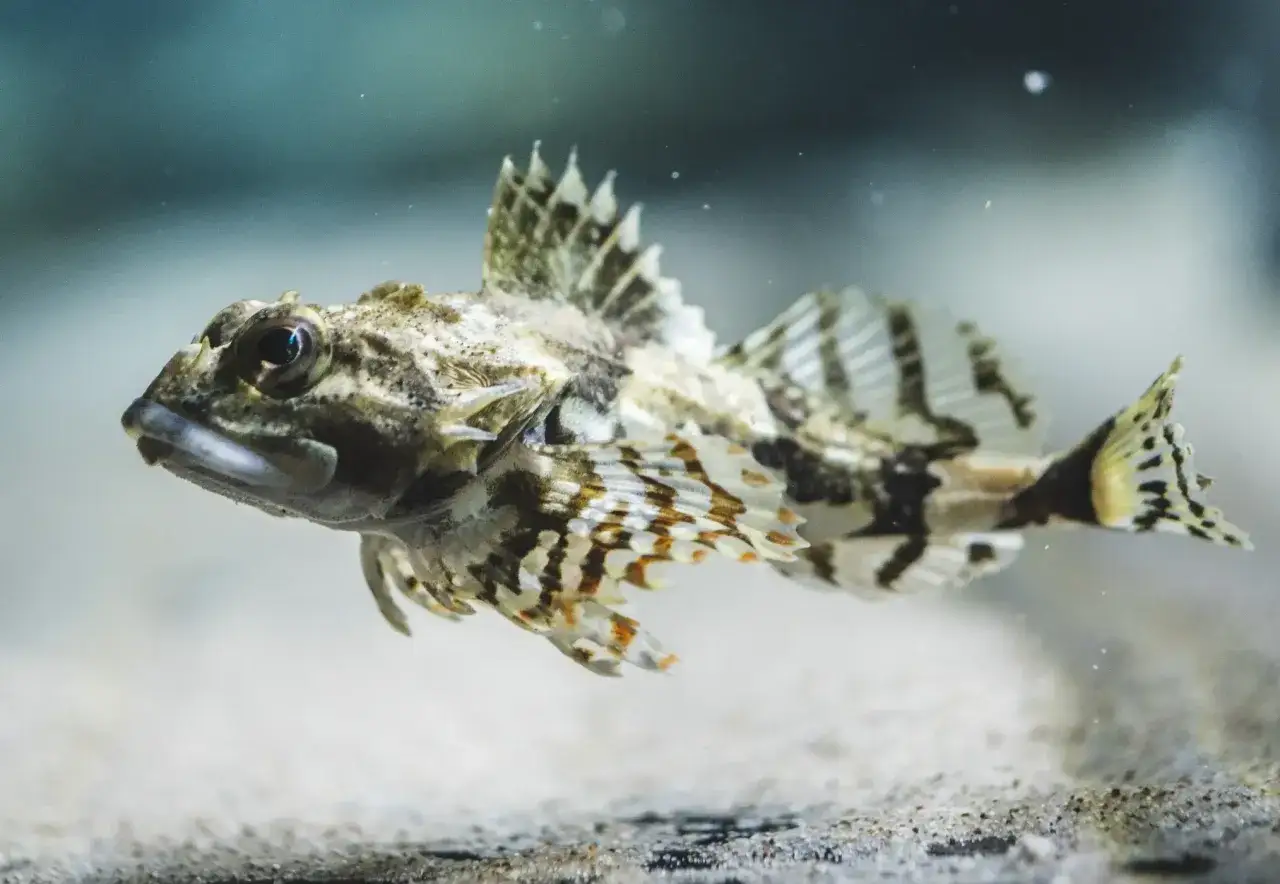 Ryba z cętkowanymi płetwami i kolcami, pływająca w akwarium. Można ją zobaczyć w oceanarium Krynica Morska.